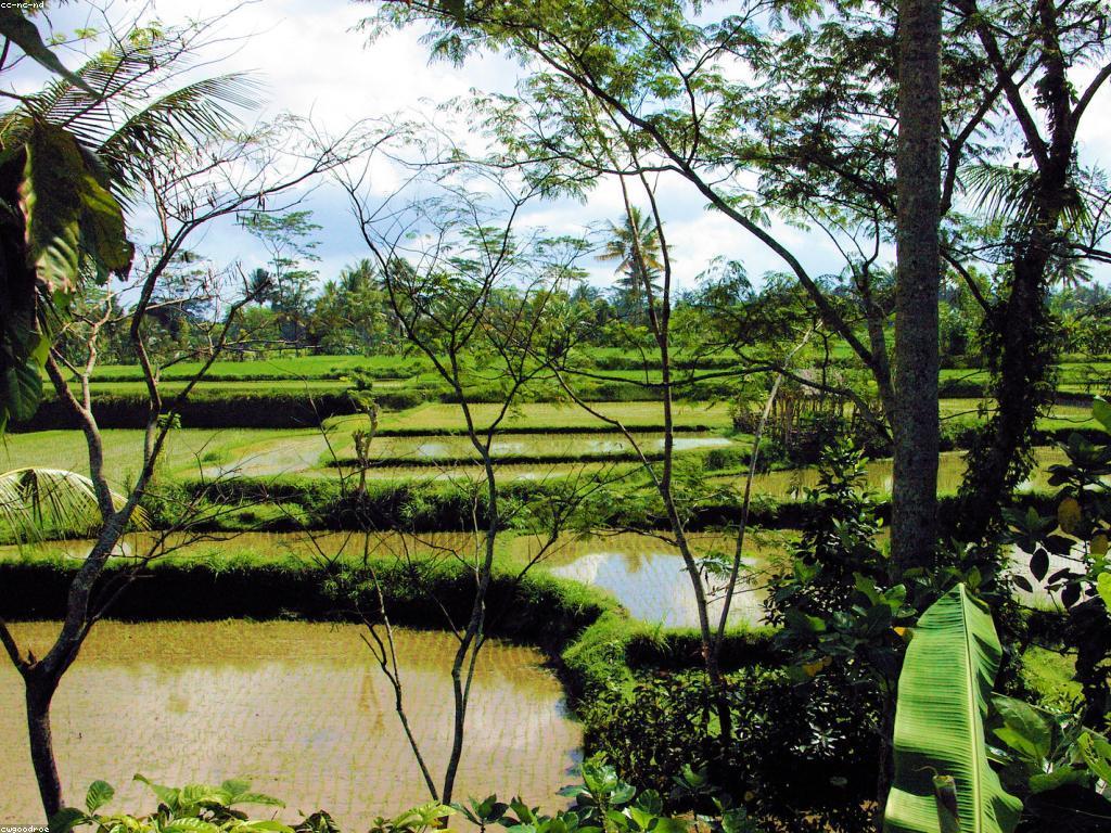 យល់ដឹងអំពីវប្បធម៌ការប្រកួតល្បែង